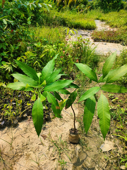 Healthy grafted Malasian Red Mango tree seedling from 205 brand, showcasing vibrant foliage and compact growth.