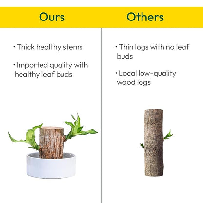 Two potted Green Lucky Brazil wood fruit plants in ceramic pots, ideal for indoor or outdoor decoration.