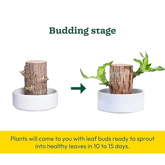 Two potted Green Lucky Brazil fruit trees in ceramic pots, showcasing lush foliage and vibrant greenery.