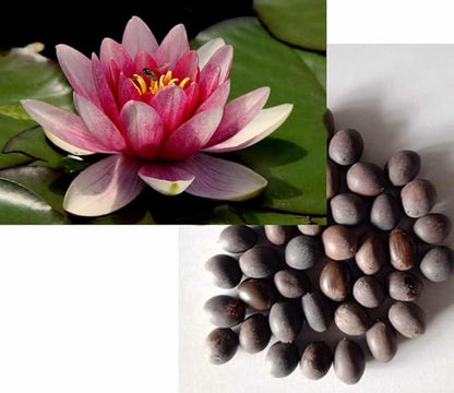 Close-up of basil seeds from 18223, showing small, round lotus seeds in a clear container for planting or culinary use.