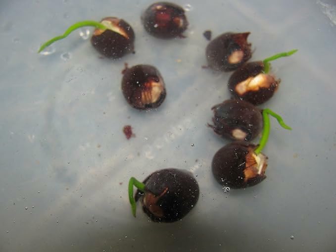 Basil seeds in a clear container, showcasing round lotus seeds from the 18223 brand for planting or culinary use.