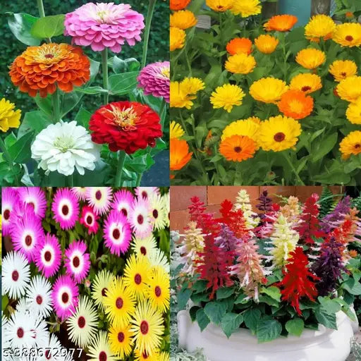 Mixed flower seeds featuring basil seeds from brand 18223, shown in a clear container with colorful flower and herb seeds.