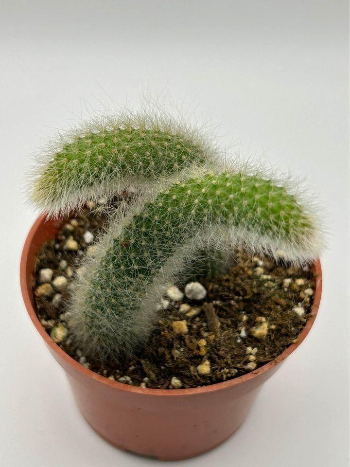Herb garden decor featuring a unique cactus charm from the 18277 brand, suitable for outdoor garden display.
