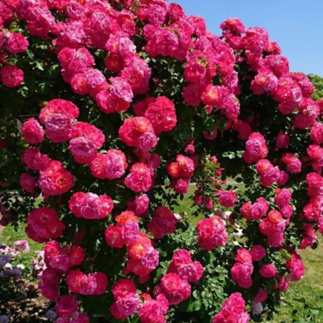 Elegant climbing rose flower seeds from 19235, shown in a packet with colorful rose illustrations.