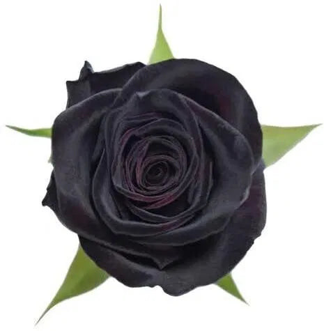 Black Baccara Rose Plant basil seeds by brand 19235, showing a packet of basil seeds for growing Black Baccara Rose plants.
