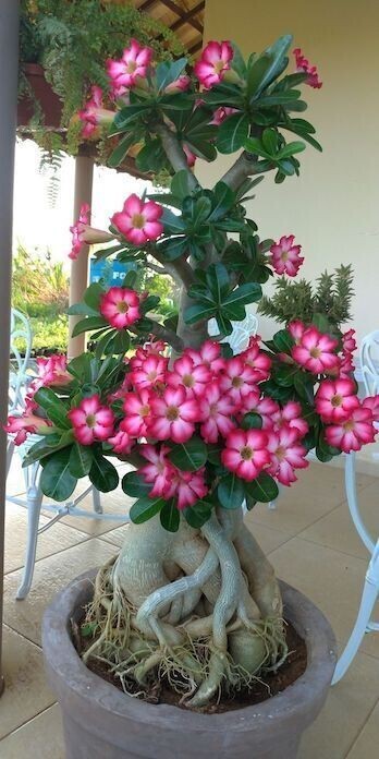 Adenium plant with Basil seeds labeled 19235, showing seeds in small packets and the healthy, vibrant desert rose plant.