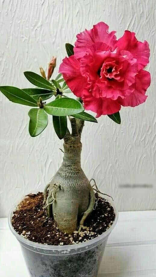 Adenium plant with basil seeds from brand 19235, showing vibrant green leaves and colorful flowers.