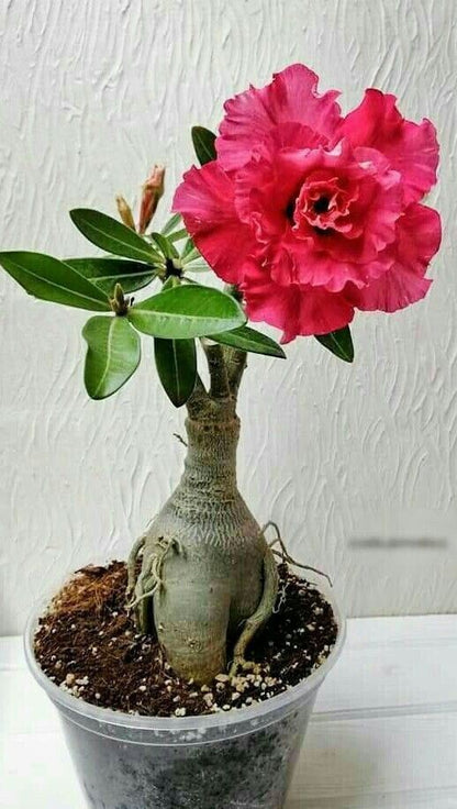 Adenium plant with basil seeds from brand 19235, showing vibrant green leaves and colorful flowers.