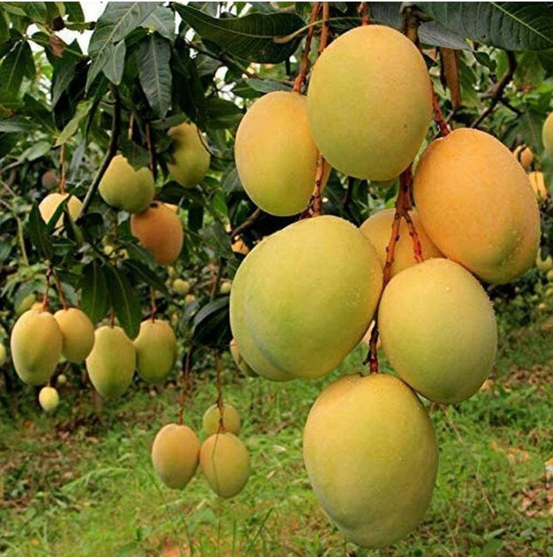 Basil seeds package featuring Alphonso mango and Ratnagiri mango plant images, showcasing seed type and brand details.
