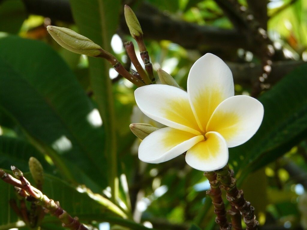 White Plumeria (Chapa Phool) basil seeds from 19235, showing small, round white seeds in a close-up view.