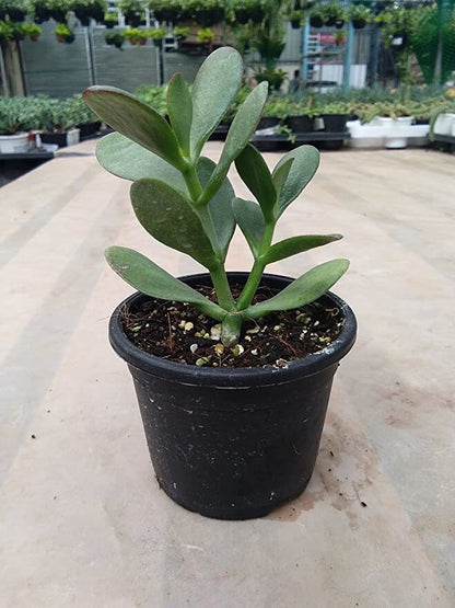 Crassula plant with basil seeds in packaging, showing small seeds and a healthy green succulent for gardening or planting.
