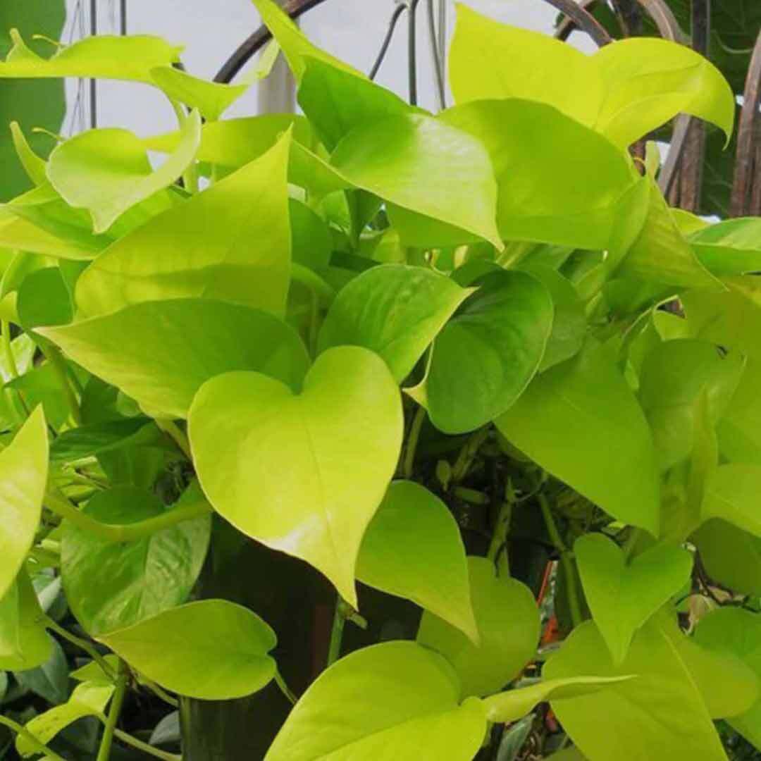Basil seeds for Good Luck Money Plant in Groot vase, natural herbal plant with green basil leaves in a decorative vase.