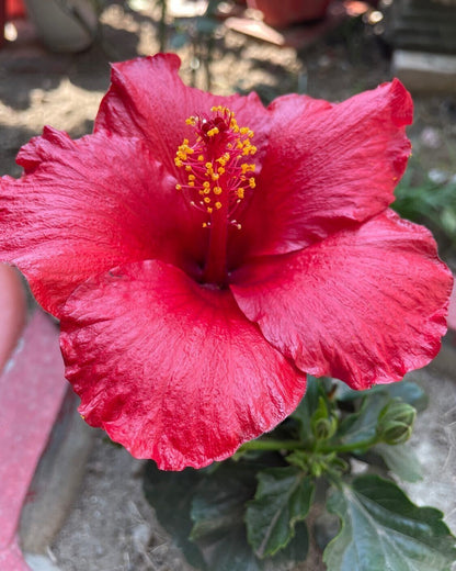 Red hibiscus flower plant with lush green leaves, grown from basil seeds, vibrant and healthy, in a garden setting.