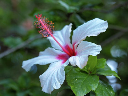 White hibiscus plant with basil seeds from brand 19235, showing seeds and lush foliage in a close-up image.