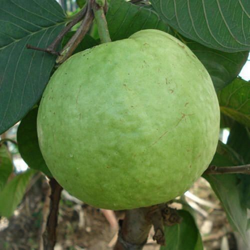 Hybrid green guava plant grown from Basil Seeds, showcasing lush foliage and healthy growth.