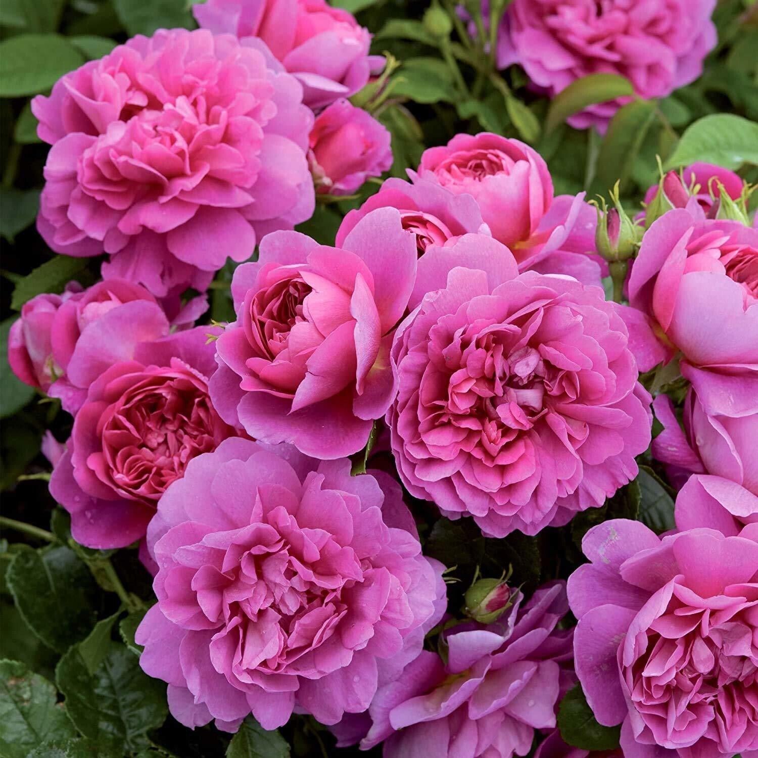 Hybrid Rose Plant with Basil Seeds from brand 19235, showing fresh basil seed packets and the blooming rose plant.
