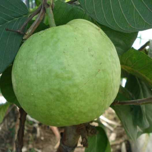 Live seedless guava plant and basil seeds from brand 19235, showing fresh, healthy plants with vibrant green leaves.