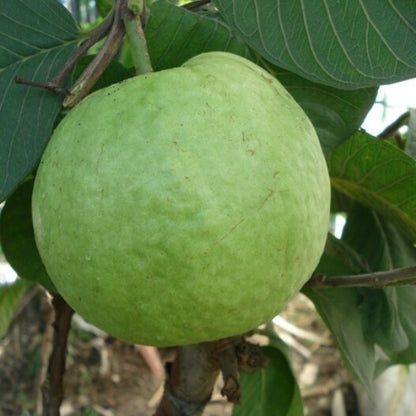 Live seedless guava plant and basil seeds from brand 19235, showing fresh, healthy plants with vibrant green leaves.