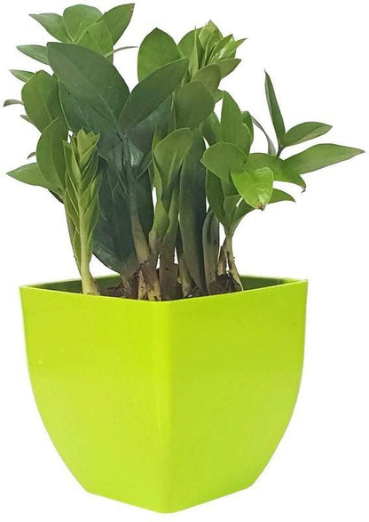 Basil seeds for planting Zamioculcas zamiifolia indoor plant, decorative air-purifying ZZ plant with lush green leaves.
