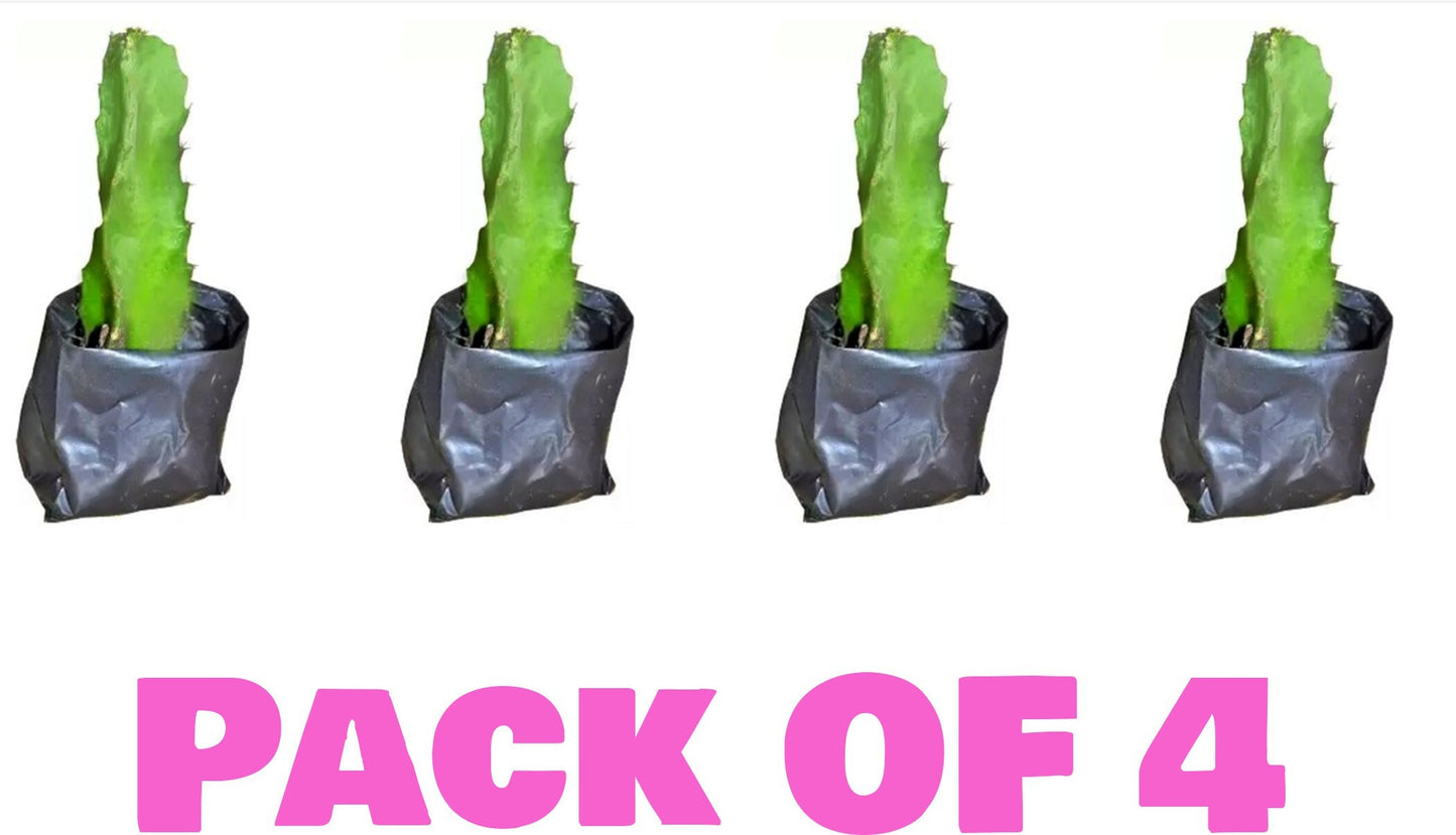 Pack of four Pink Dragon Fruit live plant seeds from 19235, showing vibrant pink-skinned fruit and fresh seed packets.