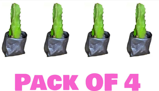 Pack of four Pink Dragon Fruit live plant seeds from 19235, showing vibrant pink-skinned fruit and fresh seed packets.