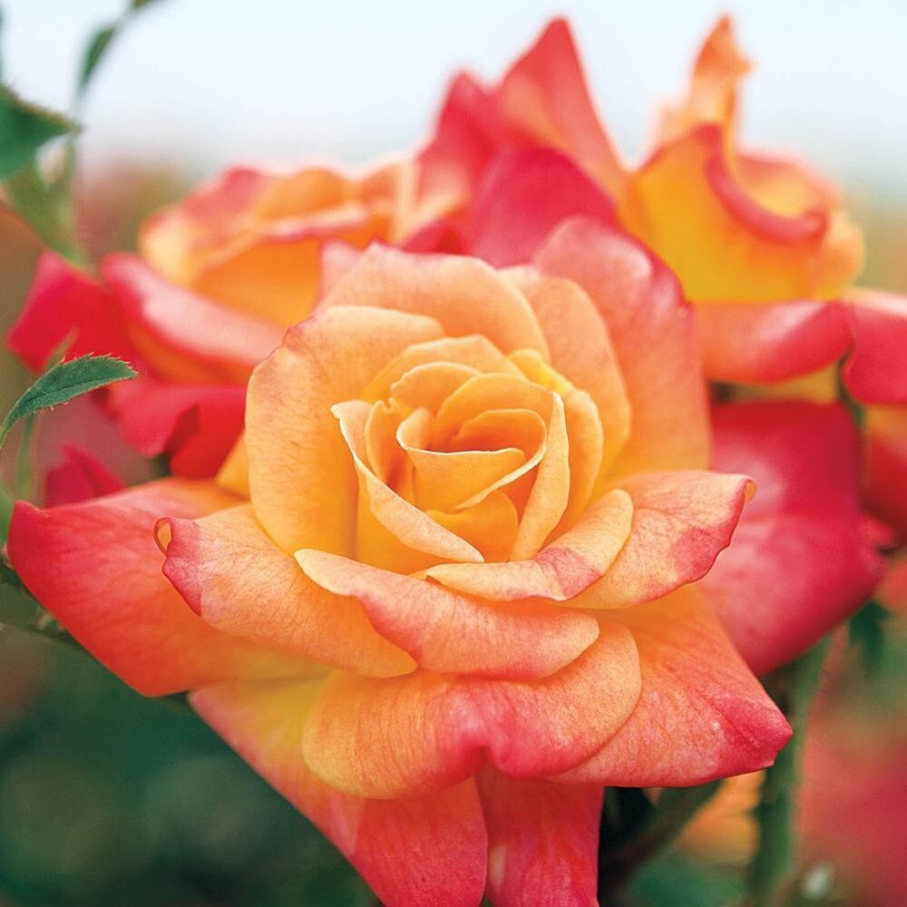 Healthy Joseph's Coat climbing rose plant with vibrant multicolor blooms, grown from rare basil seeds, perennial and lively.