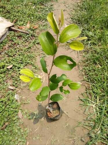 Red Thai Grafted Ber Apple Plant with Basil Seeds from brand 19235, showing healthy grafted fruit tree and basil seed packaging.