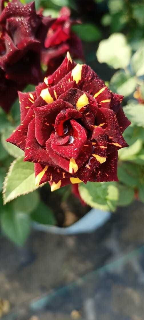 Basil seeds plant with hybrid Abra Dabra rose flowers, showcasing lush green foliage and vibrant rose blooms.