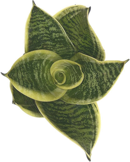 Close-up of Basil Seeds from the Seeds Sansoveria Plant brand, showing small, oval-shaped seeds in natural light.