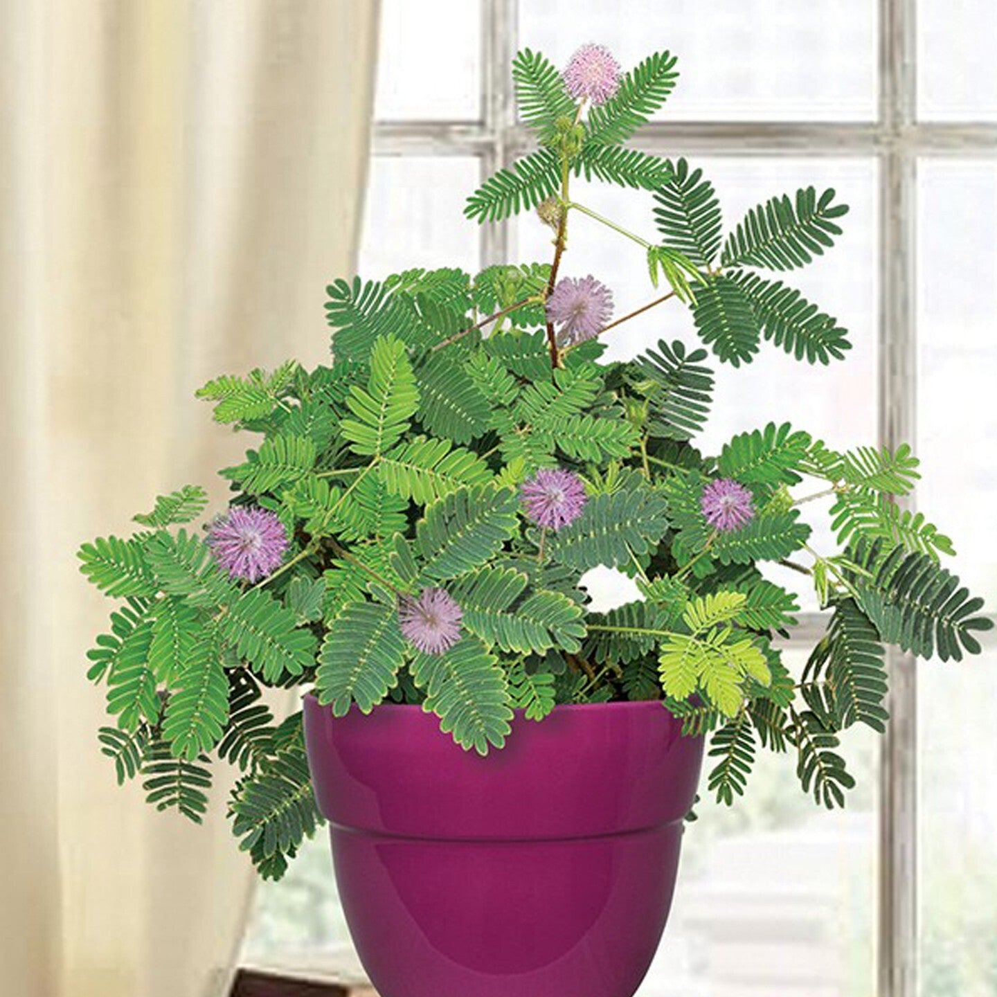 Basil Seeds Shy/Sleepy Live Flower Plant in a pot, packaged by brand 19235, ready for planting and growth.