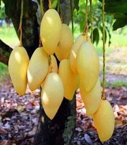 Thai Aam Purple Mango Tree basil seeds, live plant with green leaves and healthy roots, ready for planting.