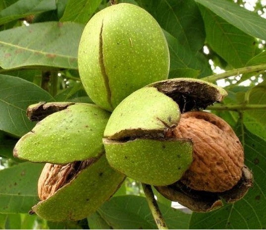 Basil Seeds with Walnut Akhrot Plant, showcasing seeds and a growing walnut plant in natural setting