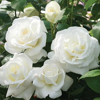 White Rose basil seeds in clear packaging, ready for planting in gardening or culinary use.