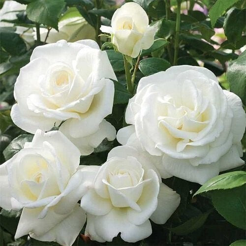 White Rose basil seeds in clear packaging, ready for planting in gardening or culinary use.