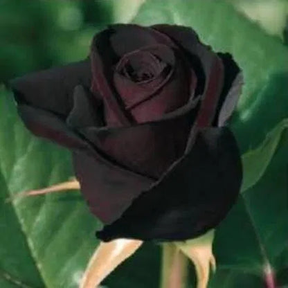 Black Baccara Rose Plant Basil Seeds by 205, showing small basil seed packet with black Baccara rose plant illustration.
