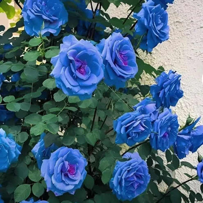 Blue climbing rose seeds from 205, packaged in basil seed style, showing small seed packets with blue rose illustrations.