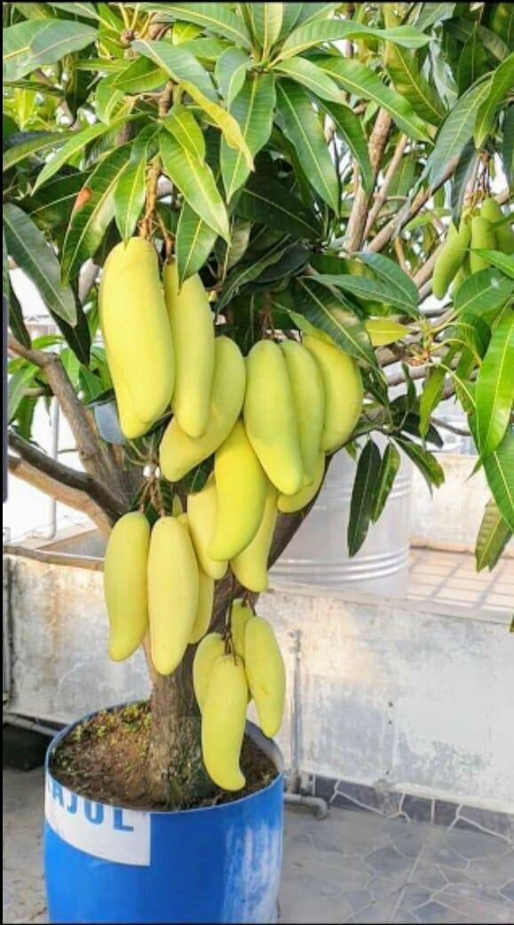All-time grafted mango plant with basil seeds by 205, shown in a detailed image of the healthy grafted mango tree and basil seed packet.