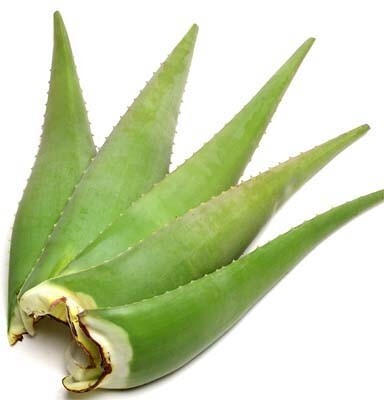 Basil seeds from 205 brand with aloe vera plant leaves, showing small seed pods and green foliage.