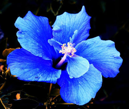 Blue Hibiscus basil seeds from 205 brand, showing small seed clusters in a clear container with vibrant blue flowers in the background.