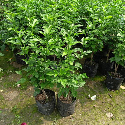 Blue Hibiscus basil seeds from 205, showing small round seeds in clear packaging for planting and gardening.
