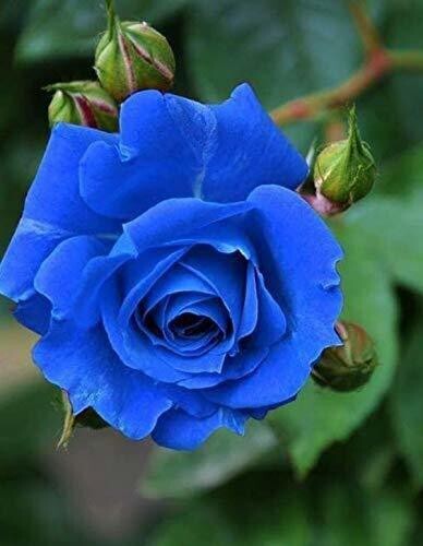 Blue Rose Basil Seeds from 205, small packet of basil seeds with blue-tinted basil plant illustration.