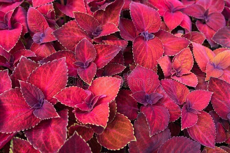 Close-up of Basil Seeds from 205 brand, showing tiny seeds for planting a Coleus plant in a garden or pot.