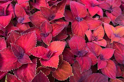 Close-up of Basil Seeds from 205 brand, showing tiny seeds for planting a Coleus plant in a garden or pot.