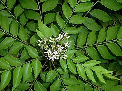 Hybrid Curry Leaf Plant seeds by 205, fresh basil seed pack for growing aromatic curry leaf plants at home.