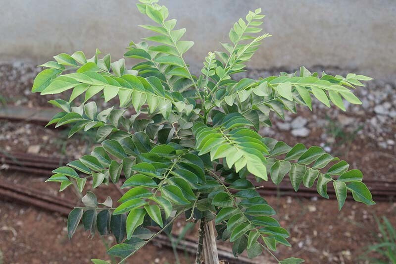 Hybrid curry leaf plant grown from Basil Seeds by 205, shown in a healthy, lush green plant in a small pot.