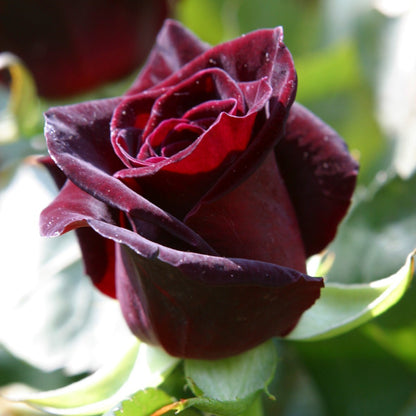 Dark red rose plant Rosa Multiflora with fragrant blooms, grown from 205 brand basil seeds, shown in a natural garden setting.