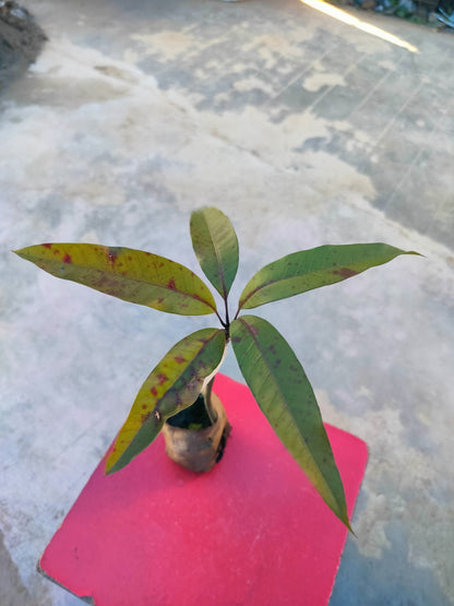 Grafted Pusa Arunima mango plant grown from Basil Seeds, healthy young sapling with lush green leaves.