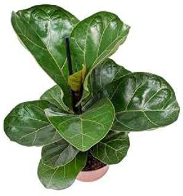 Healthy fiddle leaf fig tree in pot, 6 feet tall, indoor plant decor, green leaves, suitable for home or office.