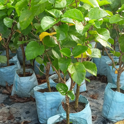 Close-up of 205 brand basil seeds, known as hibiscus seeds, showcasing small, dark seeds in a clear container.
