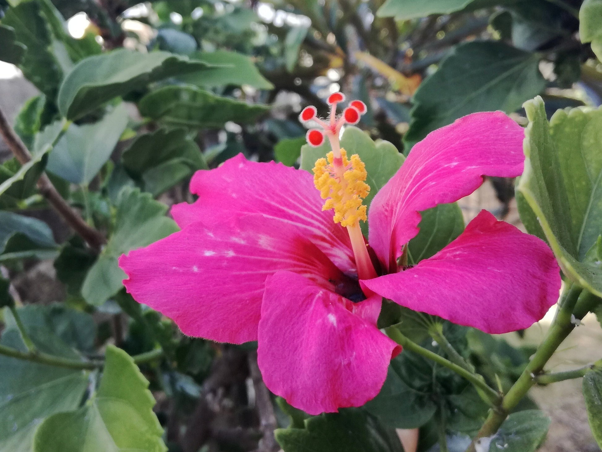 Pink hibiscus basil seeds from 205 brand, showing small pink seed grains suitable for planting and gardening.